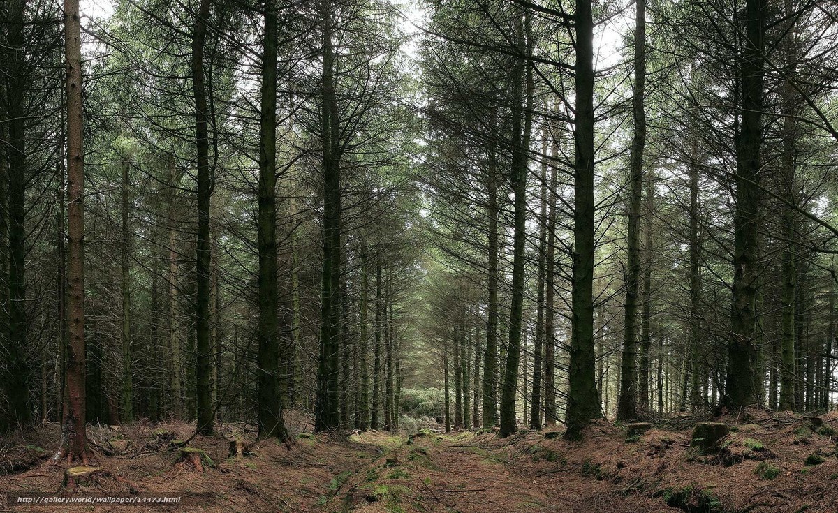 dense pine forest path