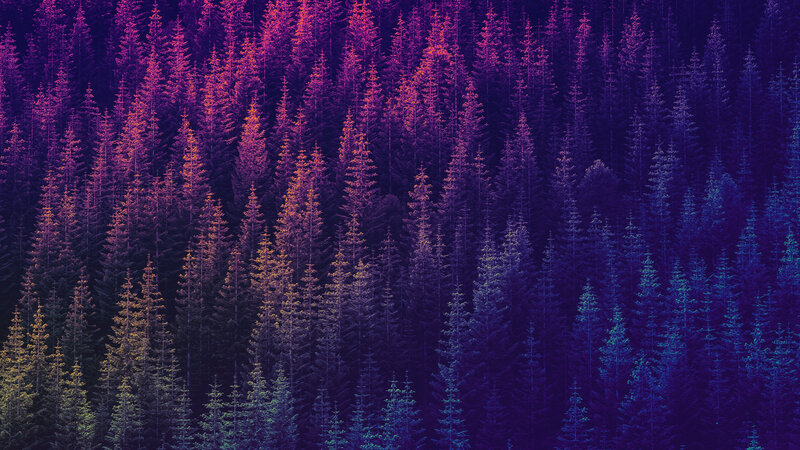 Dense Pine Forest — Purple