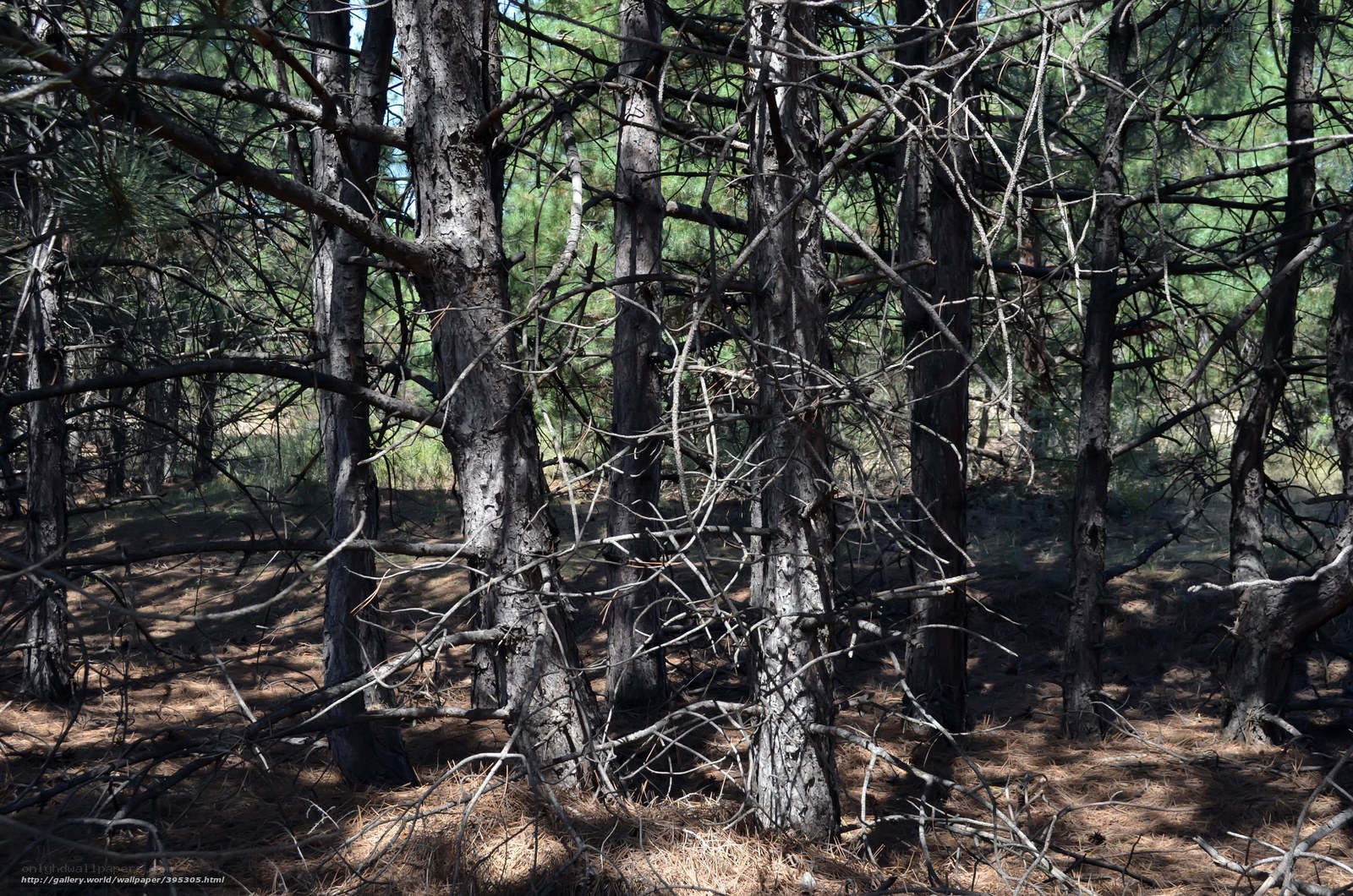 dense pine forest scene