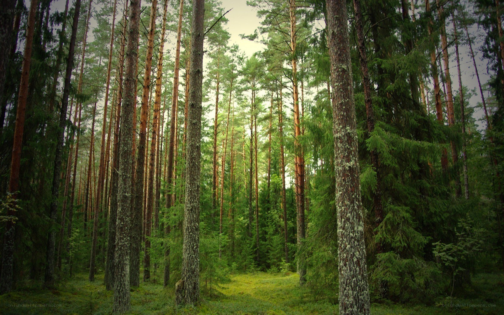 dense pine forest scene