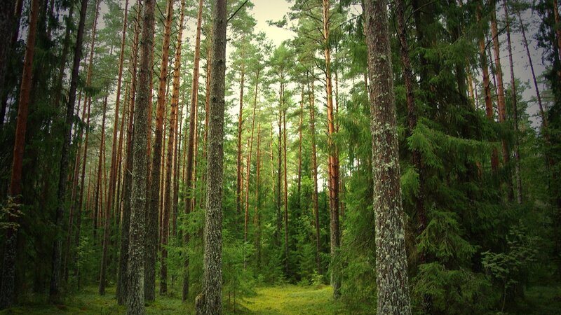 dense pine forest scene