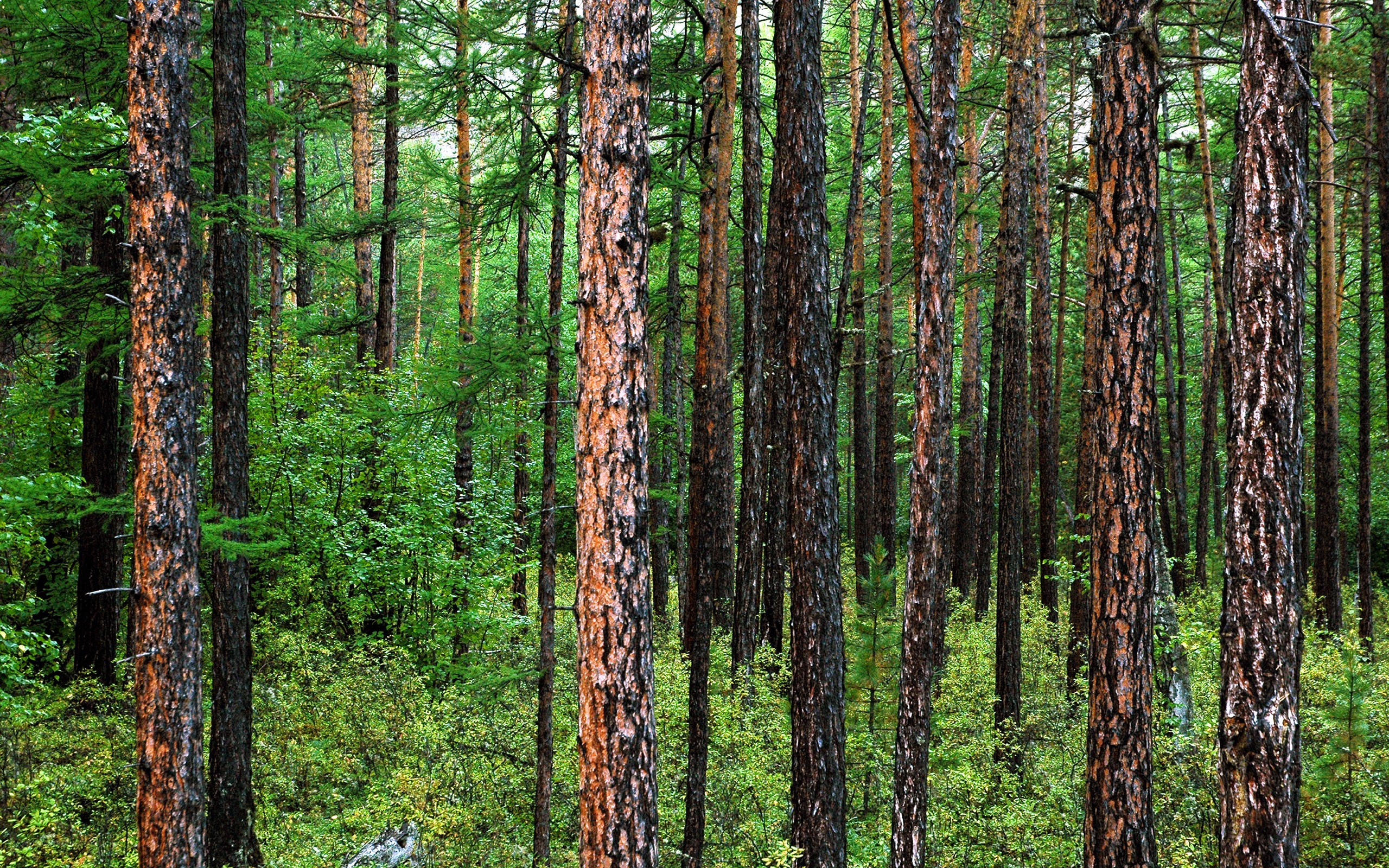 dense pine forest scene