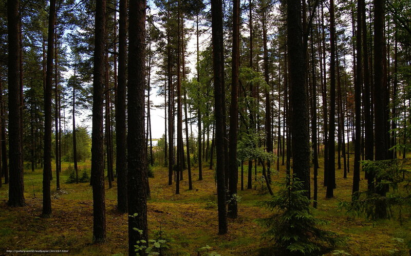 dense pine forest scene