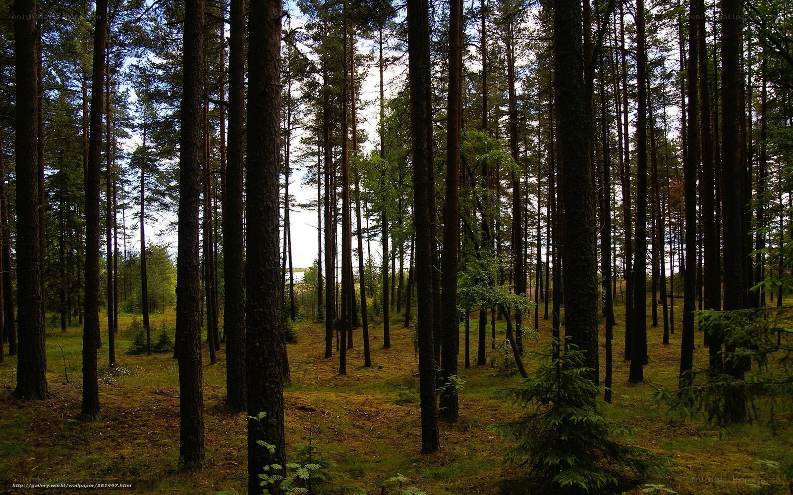 dense pine forest scene
