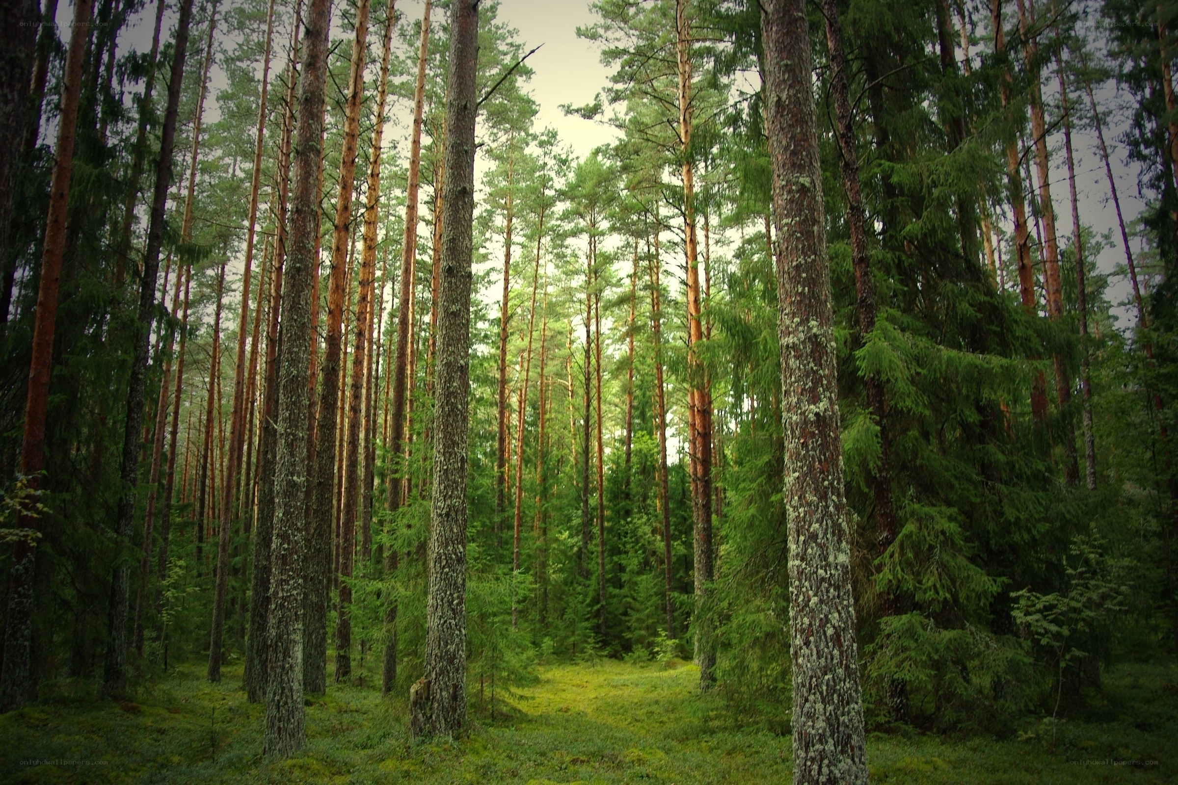 dense pine forest