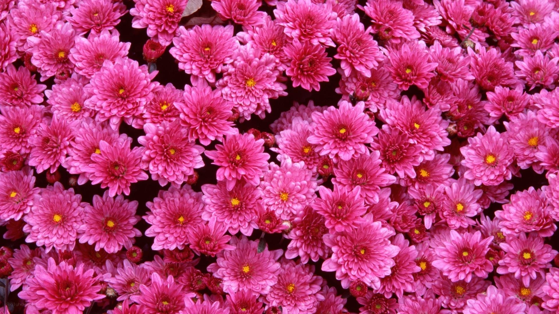 dense pink chrysanthemum flowers