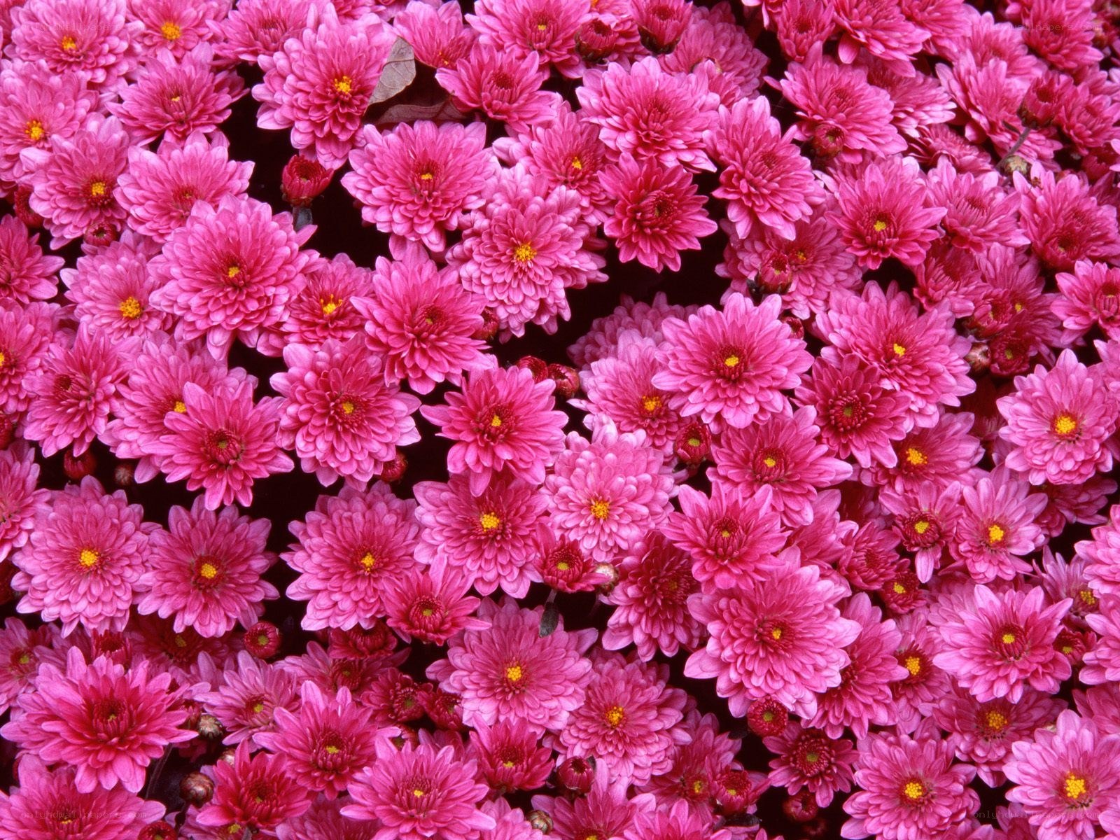 dense pink chrysanthemum flowers