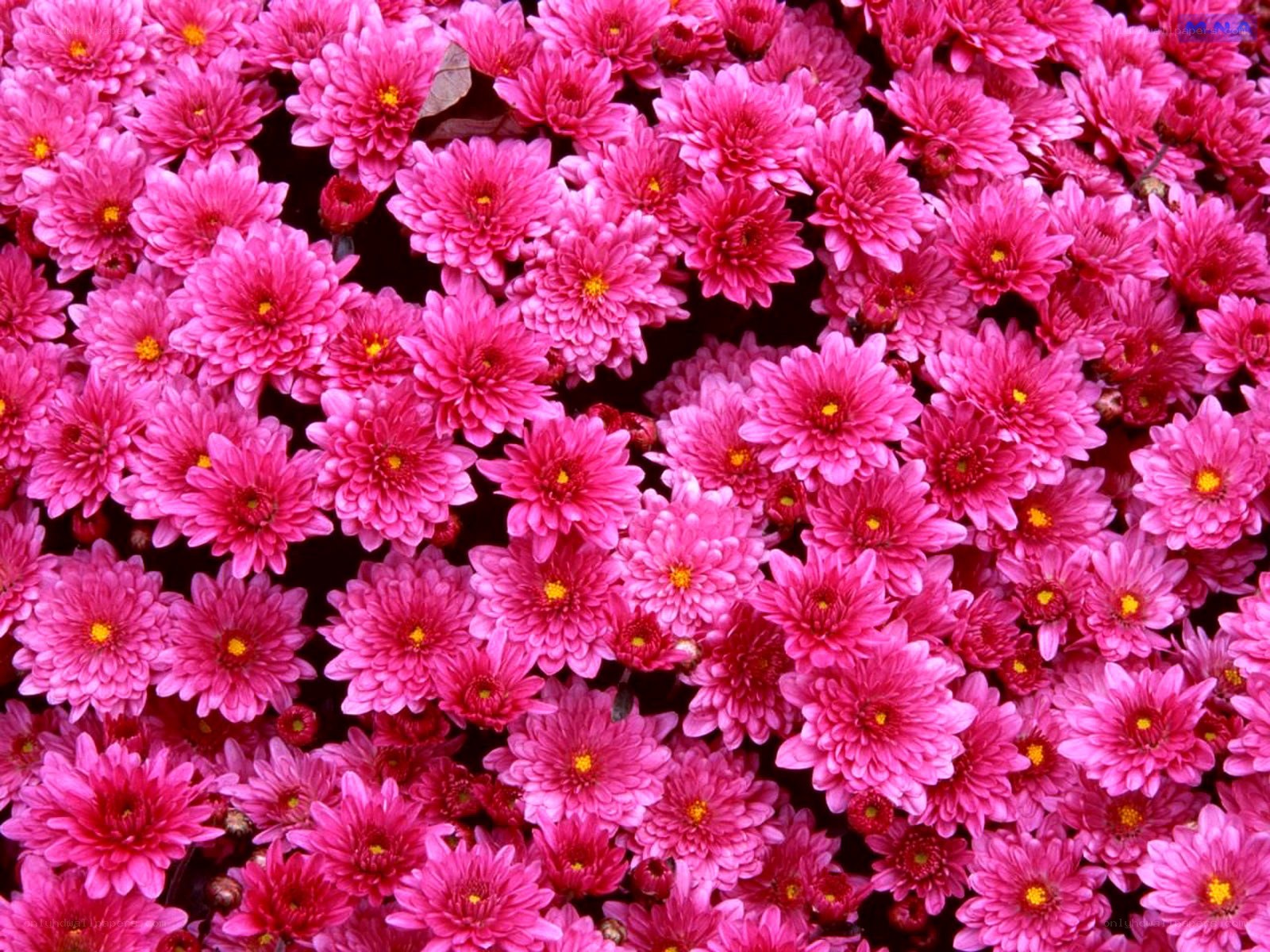 dense pink chrysanthemum flowers