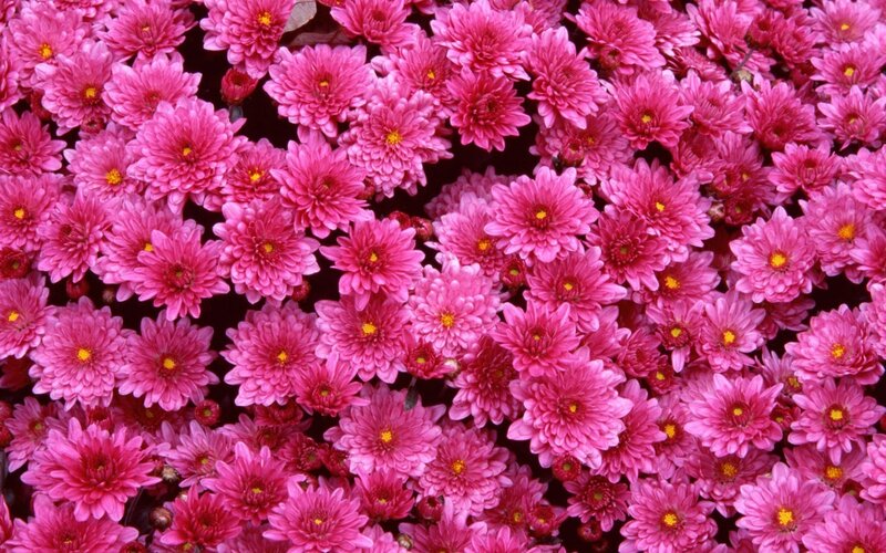 dense pink chrysanthemum flowers