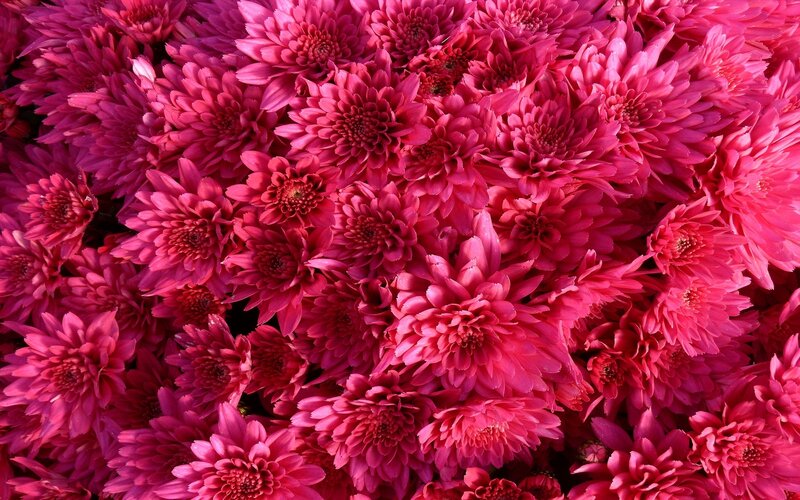 dense pink chrysanthemum flowers