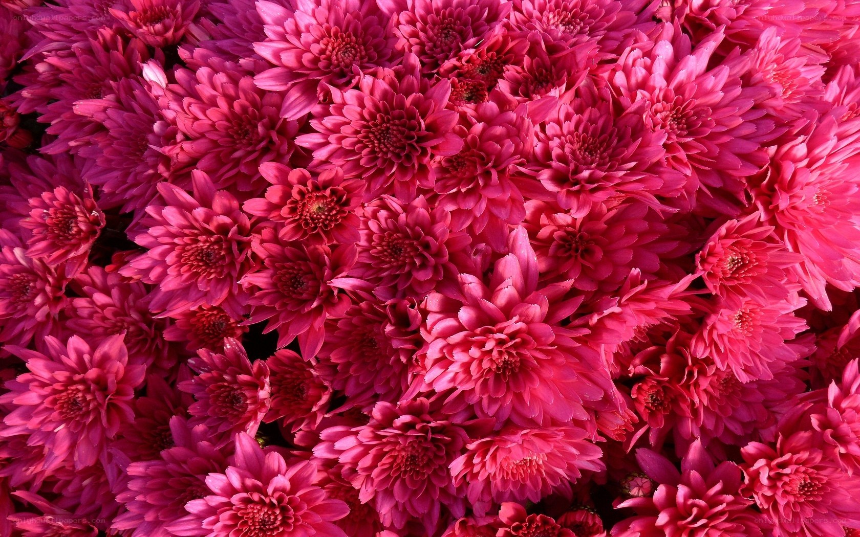 dense pink chrysanthemum flowers
