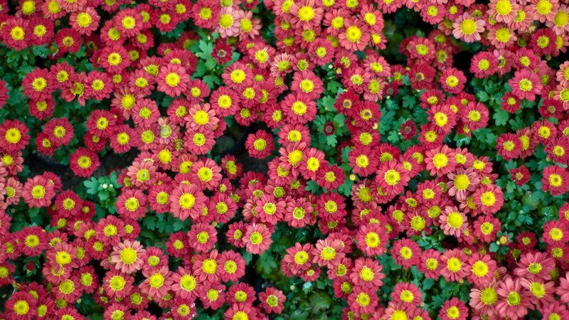 dense pink chrysanthemums