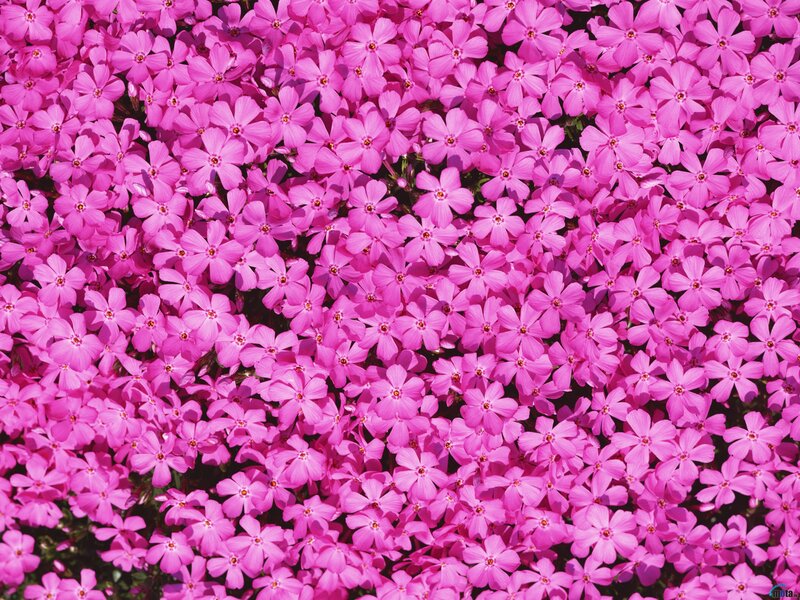 dense pink flower cluster