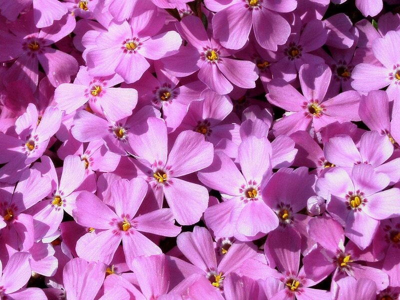 dense pink flower cluster