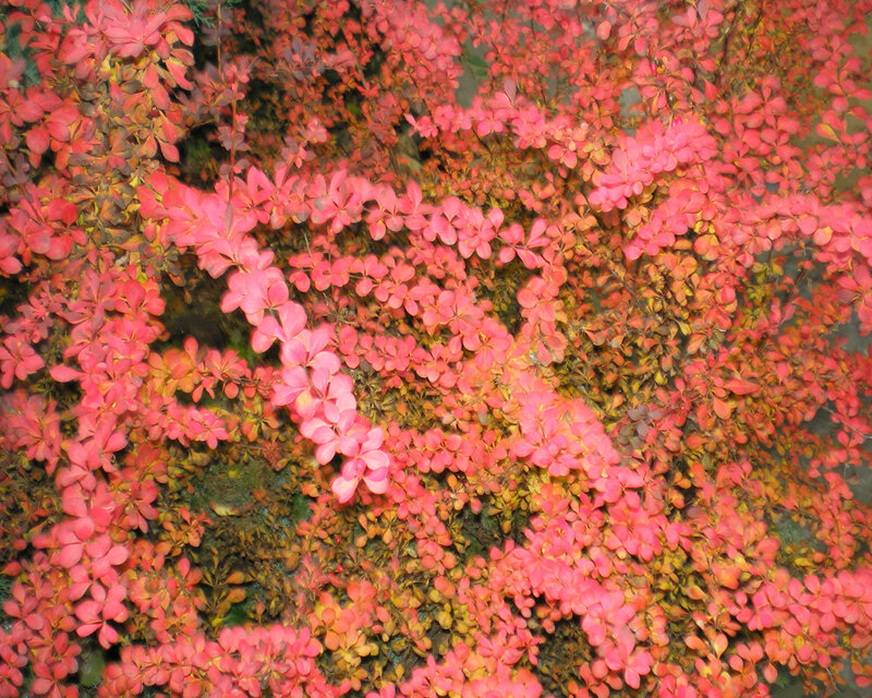 dense pink foliage in autumn