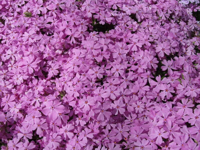 dense pink phlox flowers
