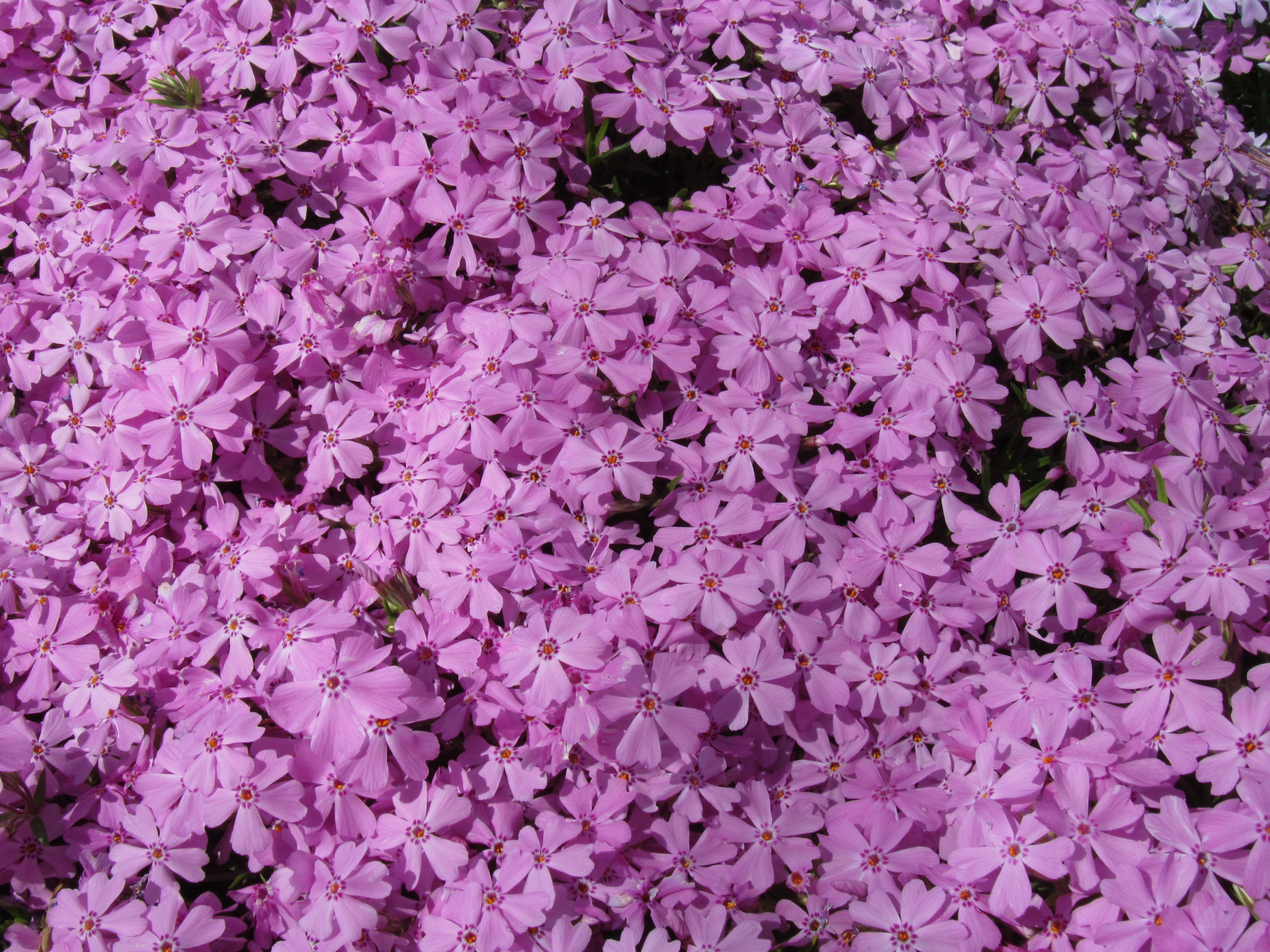 dense pink phlox flowers
