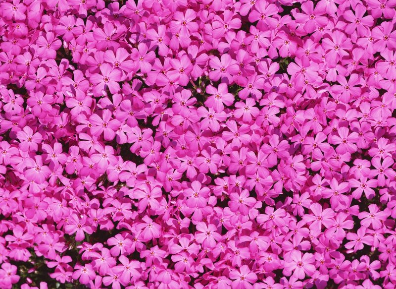 dense pink phlox flowers