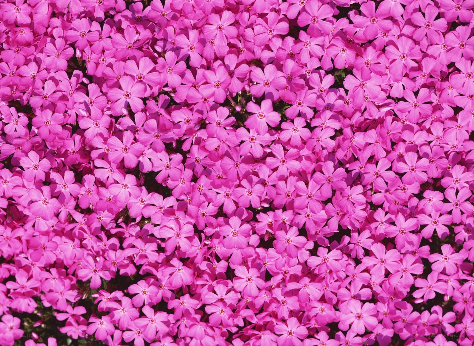 dense pink phlox flowers