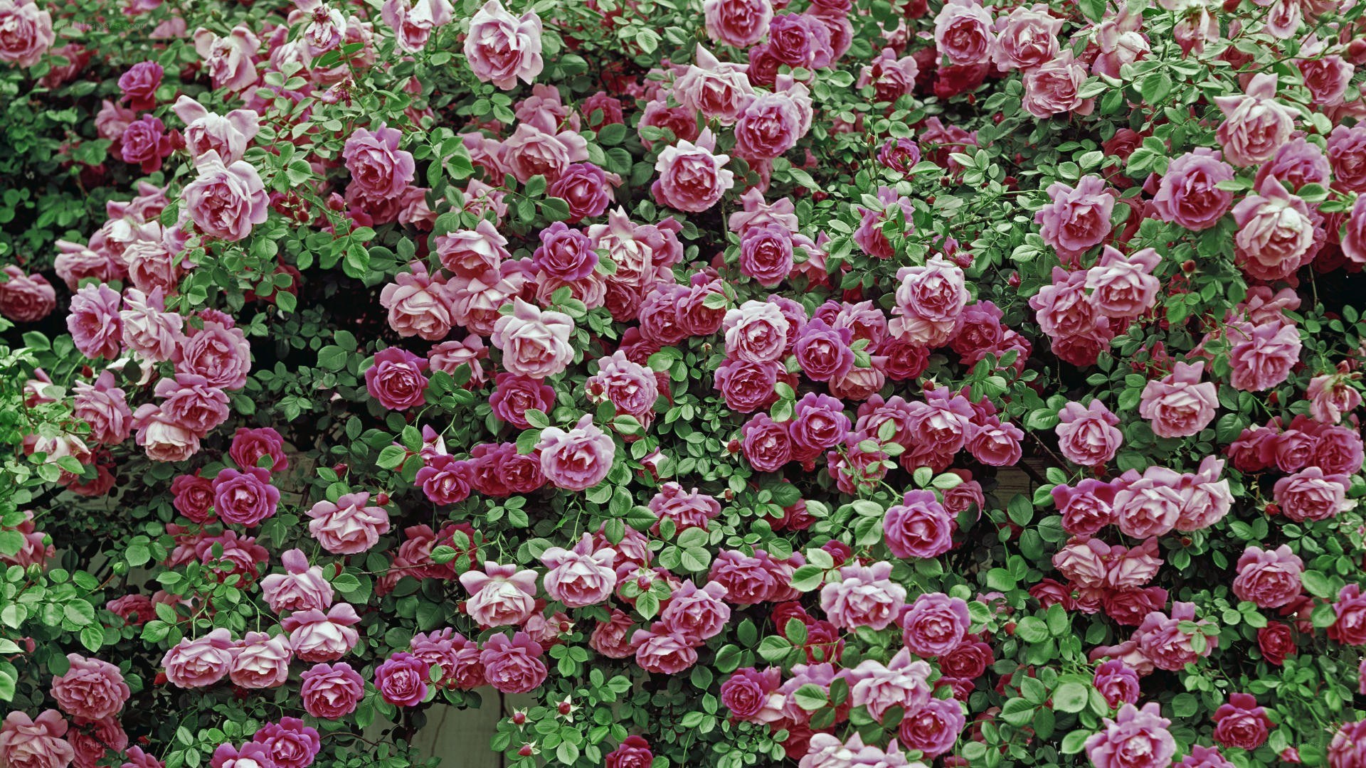 dense pink rose bush