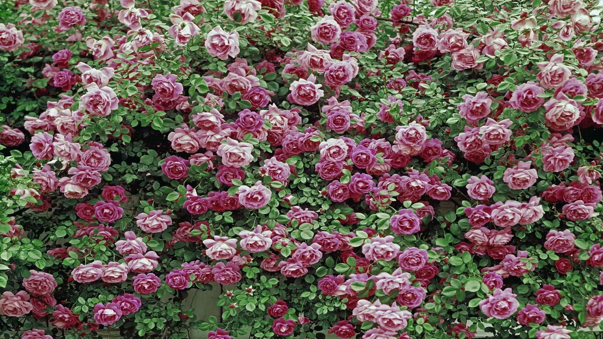 dense pink rose bush