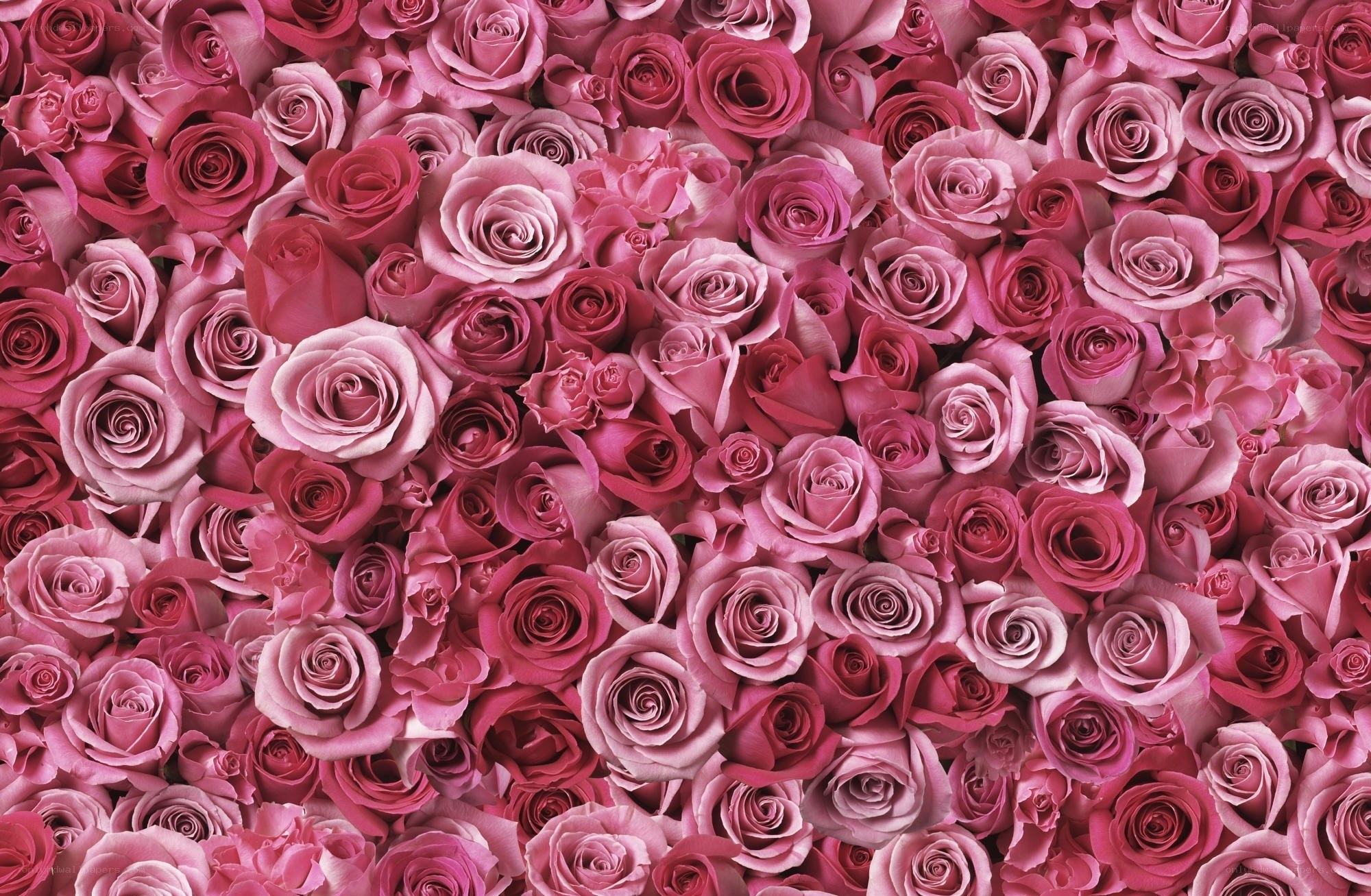 dense pink rose pattern