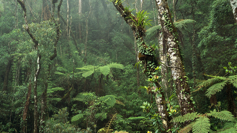 Dense Rainforest Canopy