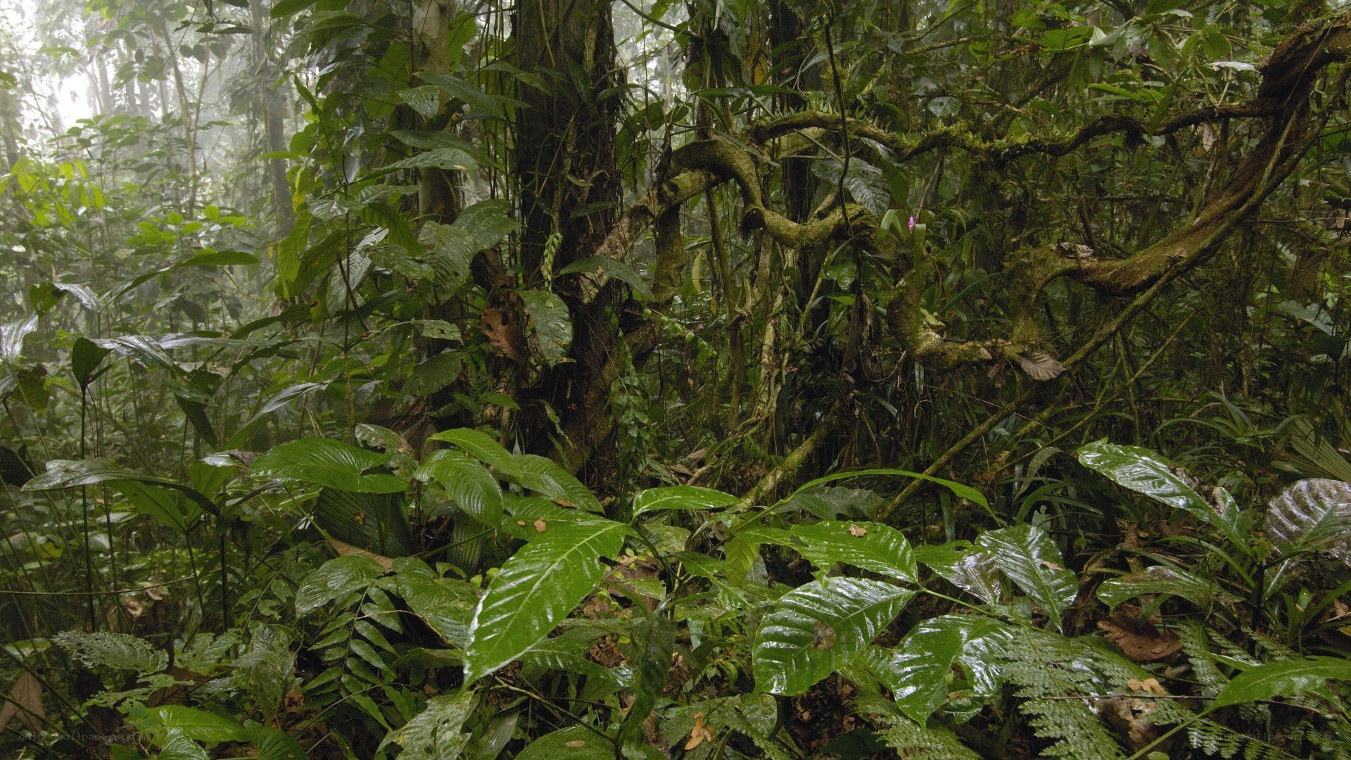 dense rainforest foliage