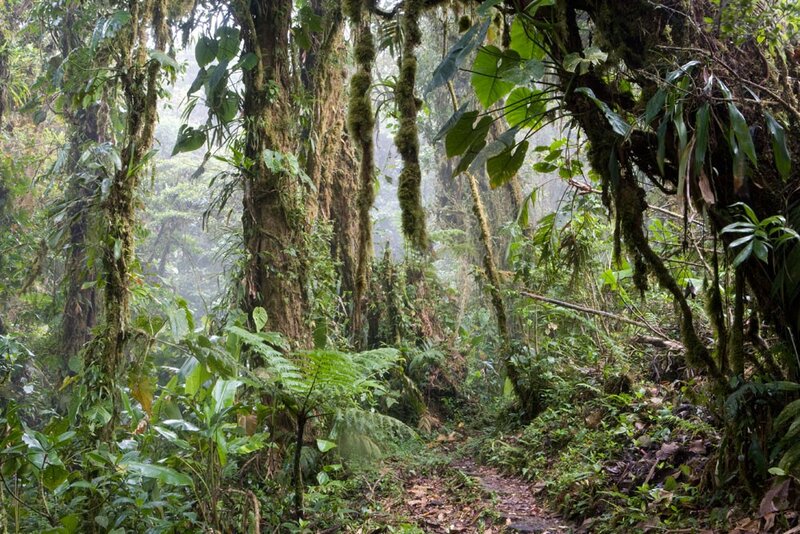 dense rainforest path