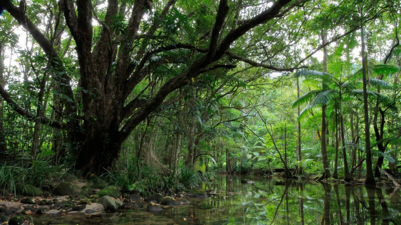 dense rainforest with river