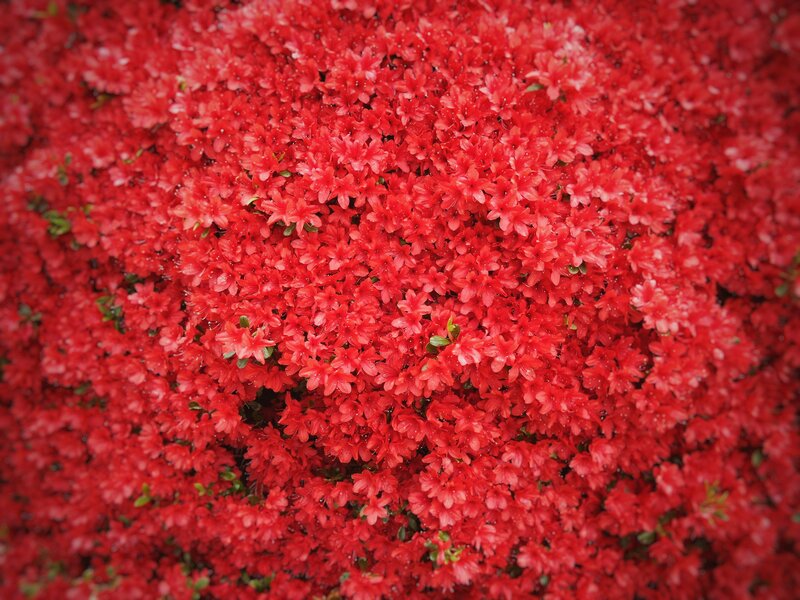 dense red azalea blossoms