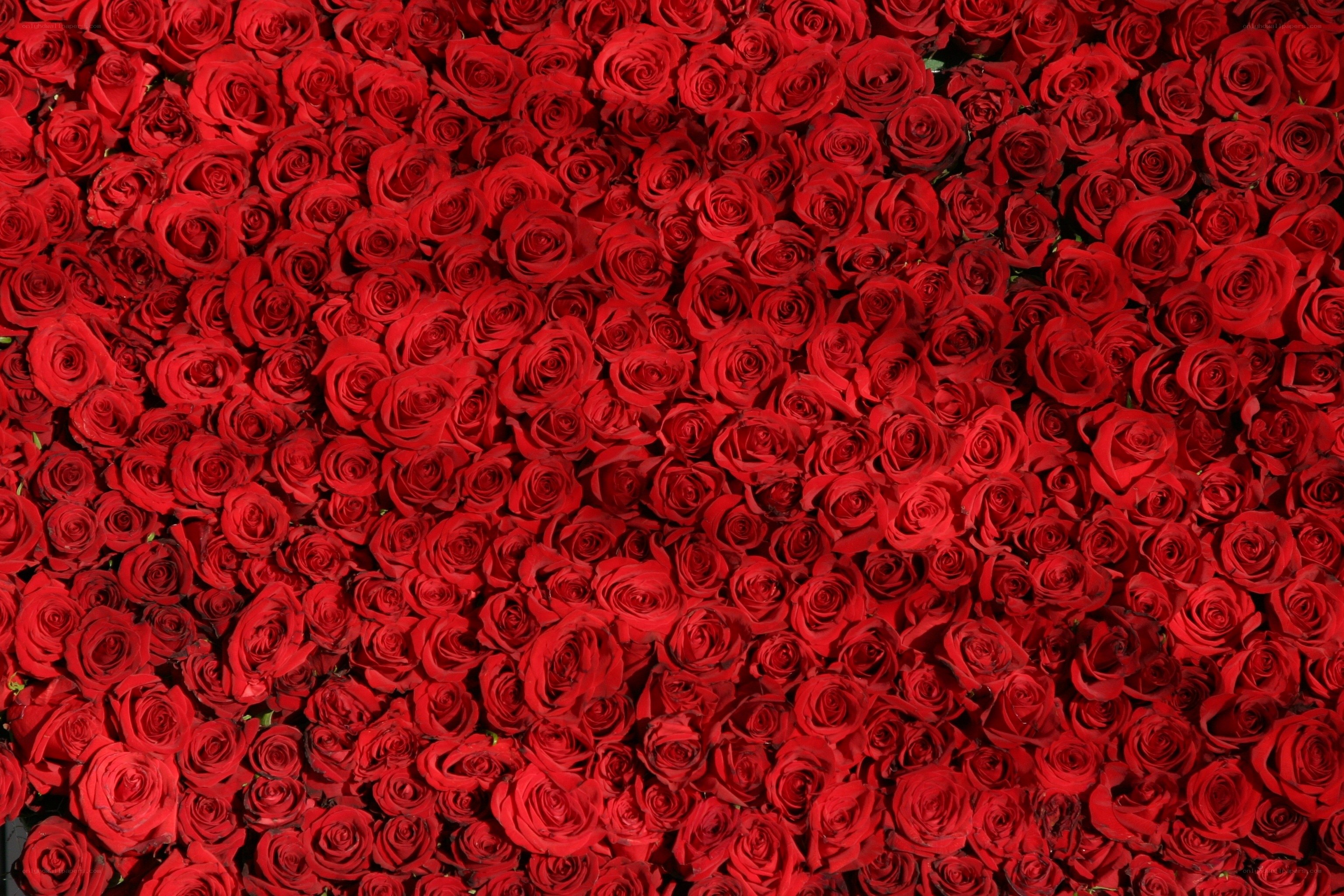 dense red rose arrangement