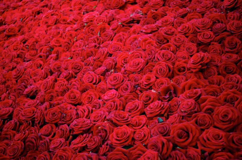 dense red rose field