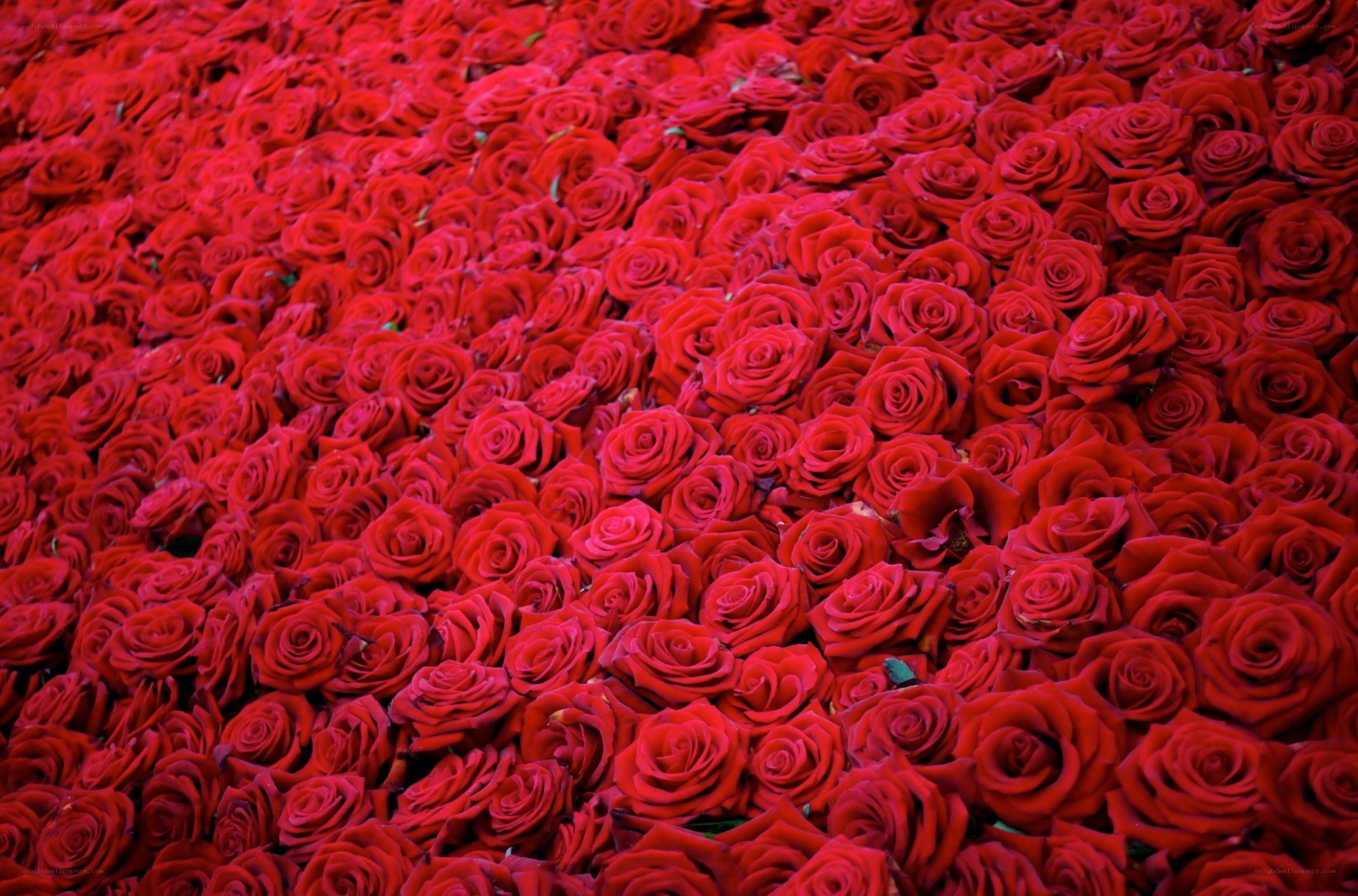 dense red rose field