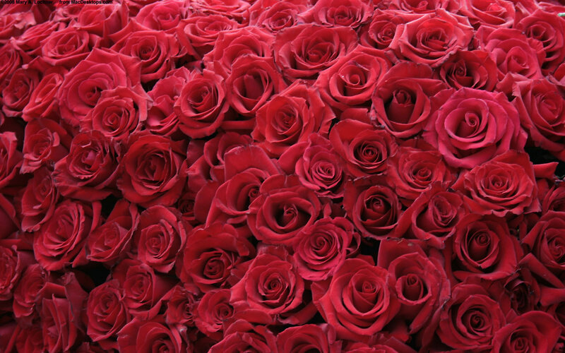 dense red roses