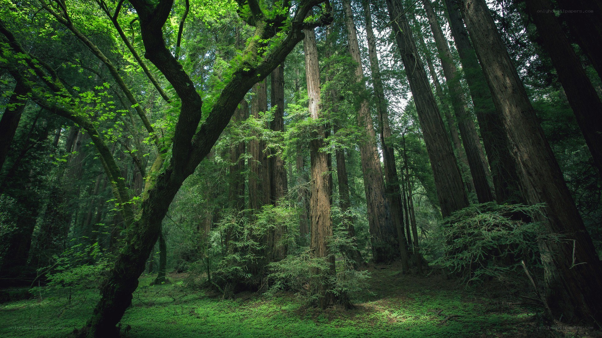 dense redwood forest