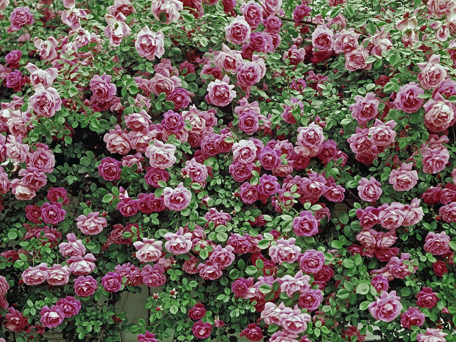 dense rose bush in bloom