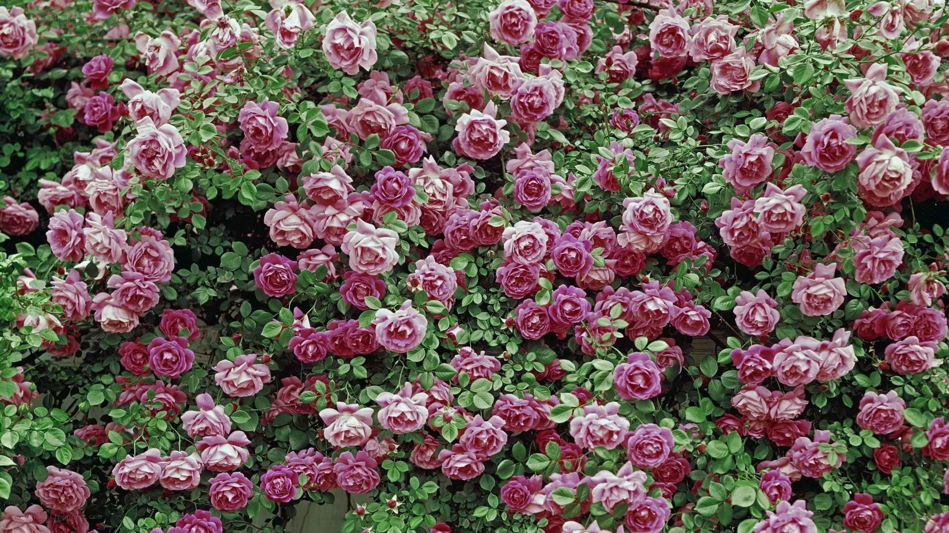 dense rose bush in bloom