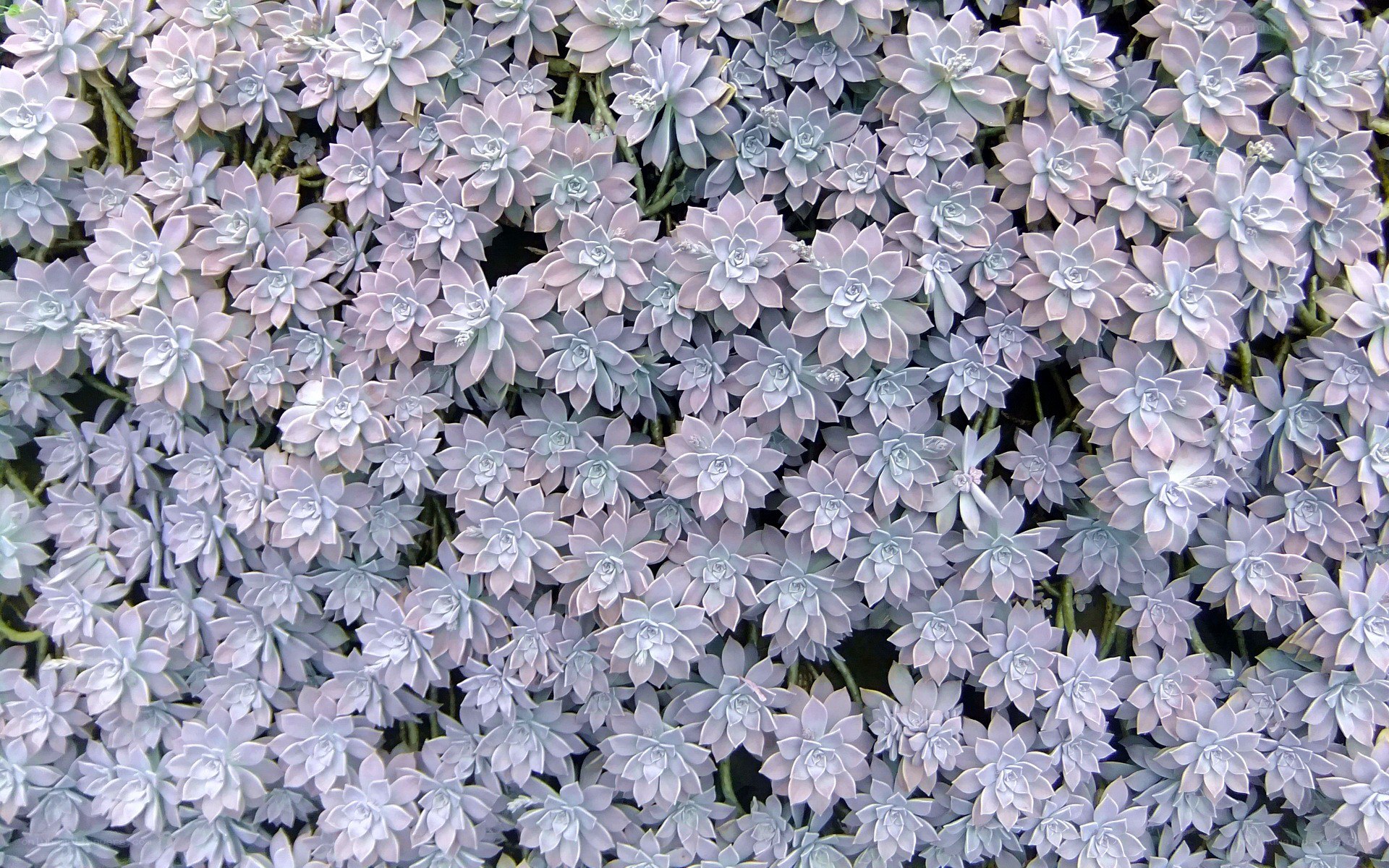 dense succulent plant cluster