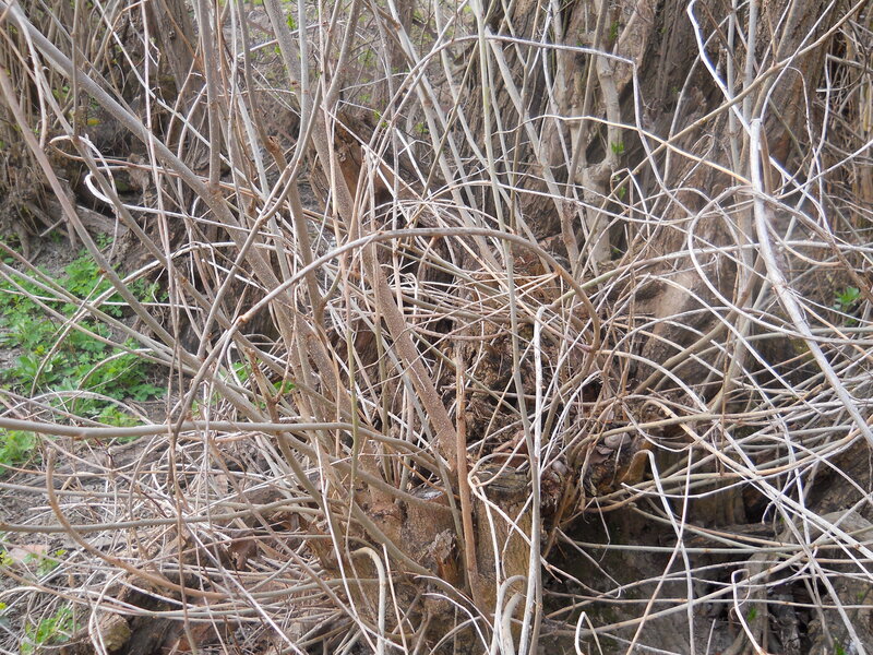 Dense Tangle of Bare Branches