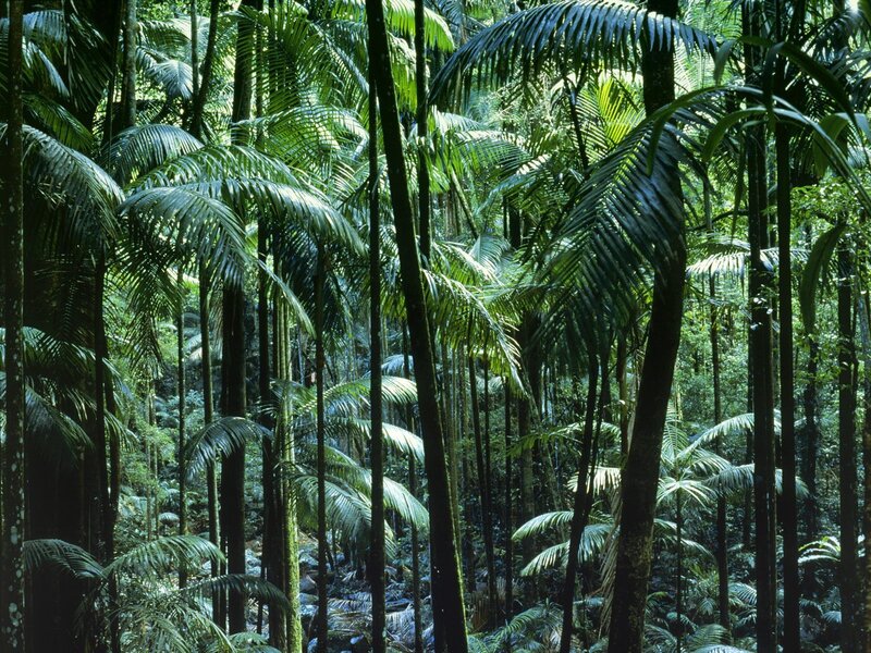 dense tropical forest canopy