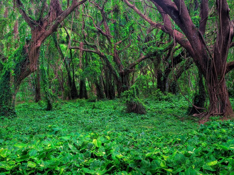 dense tropical forest canopy
