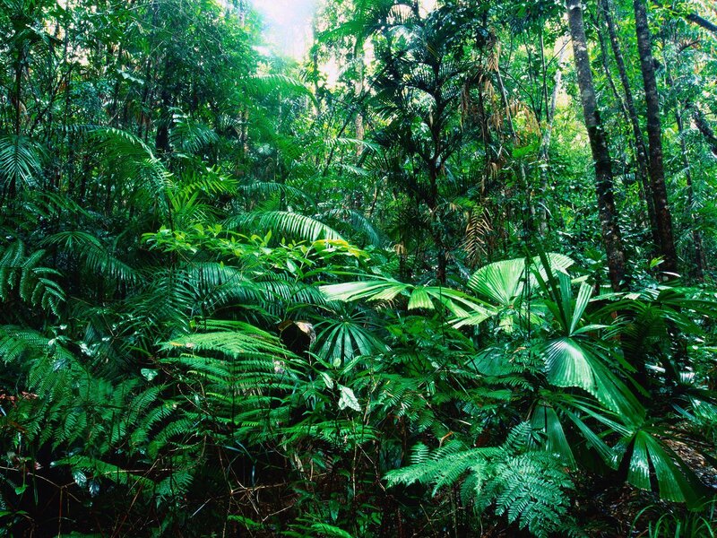 Dense Tropical Forest — Green, Lush, Afternoon, Photograph