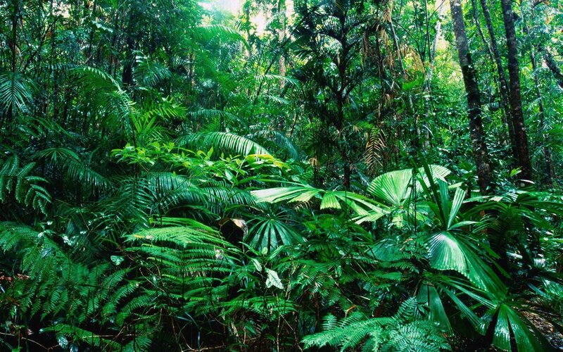 Dense Tropical Forest — Green, Lush, Afternoon, Photograph, Trees, Ferns, Palm Fronds, Black