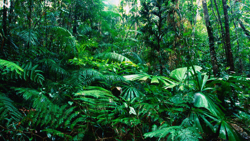 Dense Tropical Forest — Green, Lush, Afternoon, Photograph, Trees, Ferns, Palm Fronds
