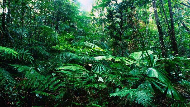 Dense Tropical Forest — Green, Lush, Afternoon, Photograph, Trees, Ferns, Sunlight