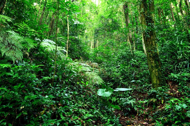 Dense Tropical Forest — Green, Lush, Afternoon, Photograph, Trees, Ferns