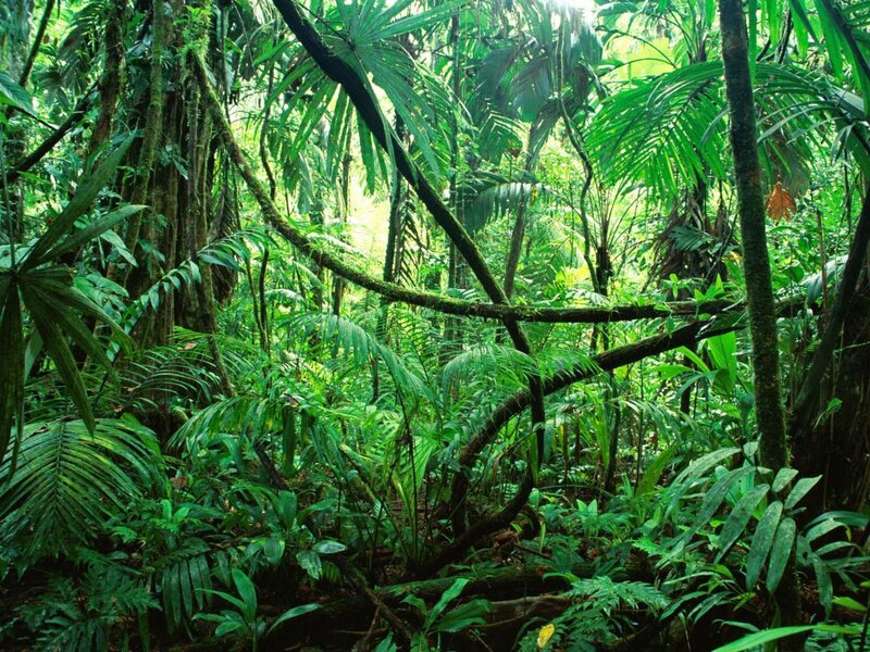 Dense Tropical Forest — Green, Lush, Afternoon, Photograph, Trees, Plants, Moss, Brown
