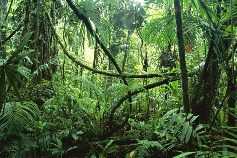 Dense Tropical Forest — Green, Lush, Afternoon, Photograph, Trees