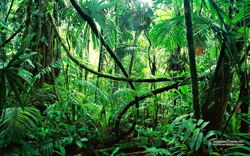 Dense Tropical Forest — Green, Lush, Afternoon